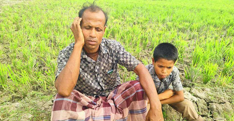গোয়াইনঘাটে জমির ধান নষ্ট করে দিলো প্রতিপক্ষ : দিশেহারা কৃষক