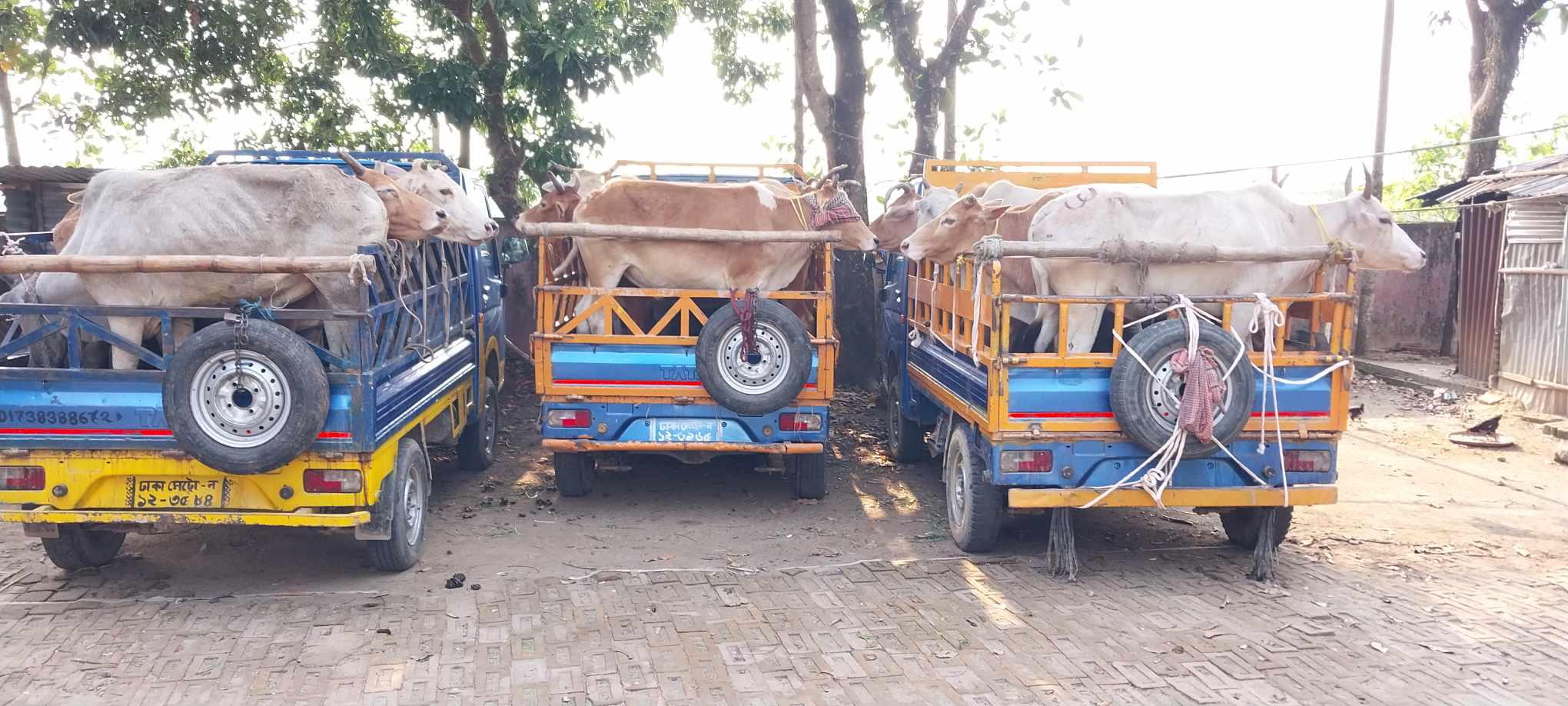 সিলেটে ১৮টি ভারতীয় গরু জব্দ : ৩ জন গ্রেফতার