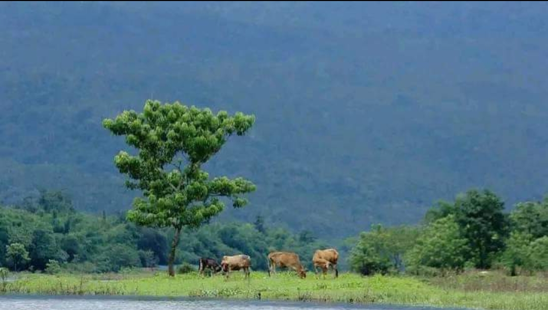 পান্তুমাই সীমান্ত থেকে যুবককে ধরে নিয়ে গেছে বিএসএফ