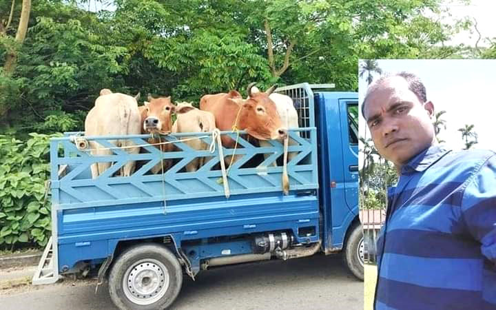 গোয়াইনঘাটে চোরাই গরুর বৈধ লাইসেন্স আমিন’র স্লিপ!