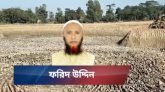 গোয়াইনঘাটে ফরিদ চক্রের গ্রাসে ফসলি জমি: প্রশাসন নির্বিকার, মাটি যাচ্ছে ইটভাটায়