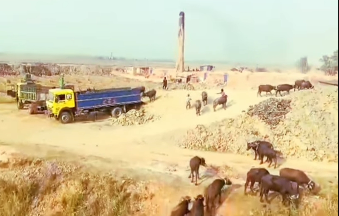 গোয়াইনঘাটে ভারতীয় মহিষের ‘অবৈধ সিন্ডিকেট’: কোওর বাজারে মুছা মিয়ার রসিদের আড়ালে বৈধতা