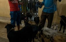 শাহজালাল (র.) মাজারে মানতের খাসি নিয়ে অনিয়ম