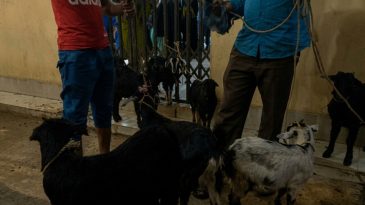 শাহজালাল (র.) মাজারে মানতের খাসি নিয়ে অনিয়ম