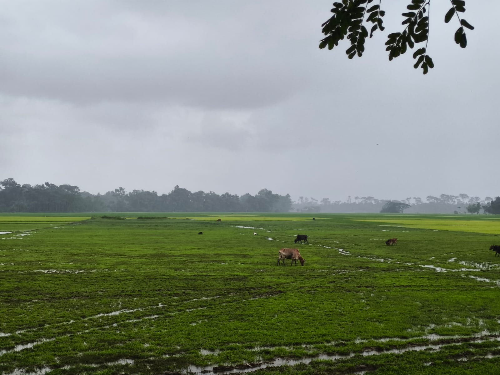 গোয়াইনঘাটে জমি দখল, হামলা ও প্রাণনাশের হুমকির অভিযোগে ৭ জনের বিরুদ্ধে আদালতে মামলা