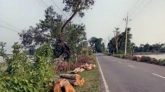 ছাতক-গোবিন্দগঞ্জ সড়কে ৪৩৪ গাছ কাটা নিয়ে জনমনে নানা প্রশ্ন