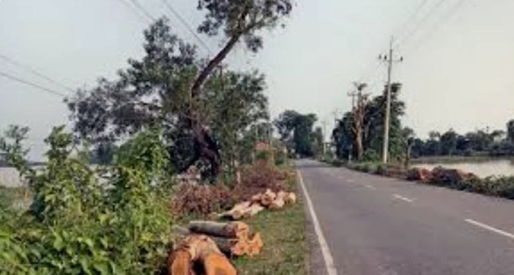 ছাতক-গোবিন্দগঞ্জ সড়কে ৪৩৪ গাছ কাটা নিয়ে জনমনে নানা প্রশ্ন